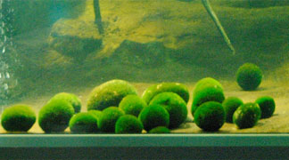 Marimo Exhibition and Observation Center